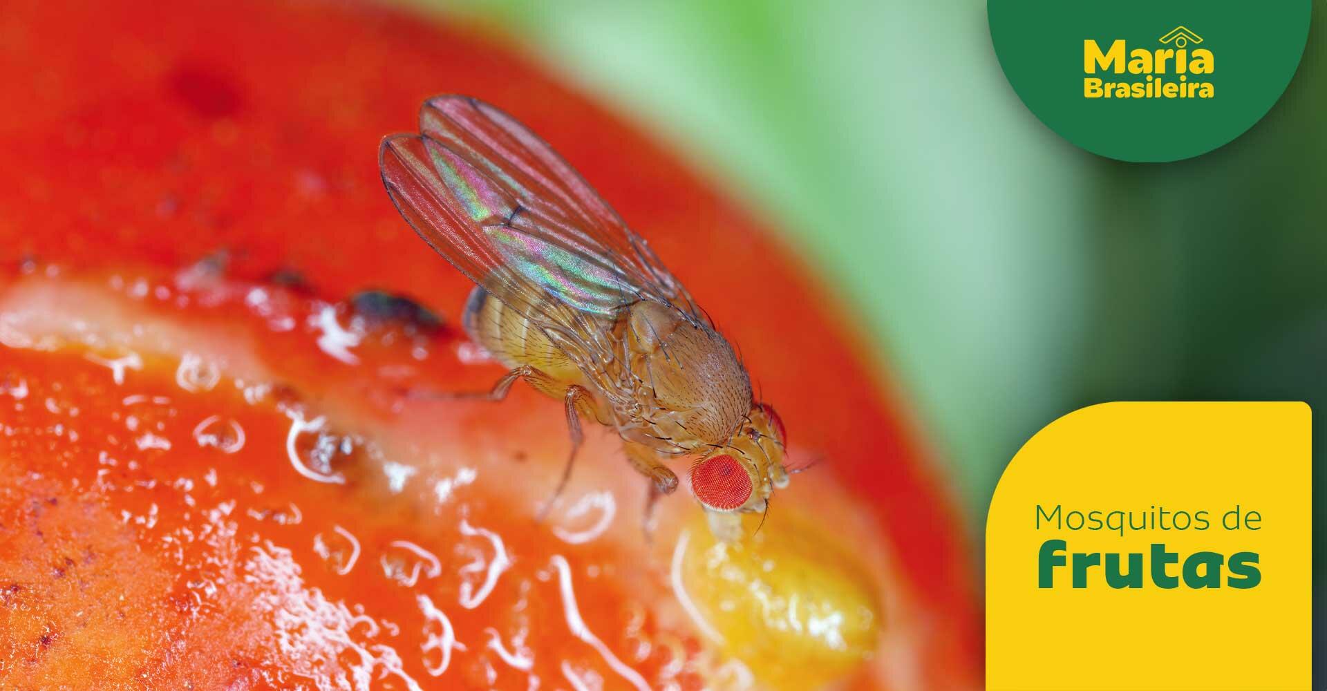 Image showcasing Como se livrar dos mosquitos de frutas? Aprenda agora!